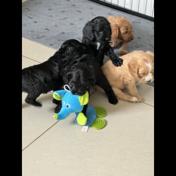 Cockapoo - Both