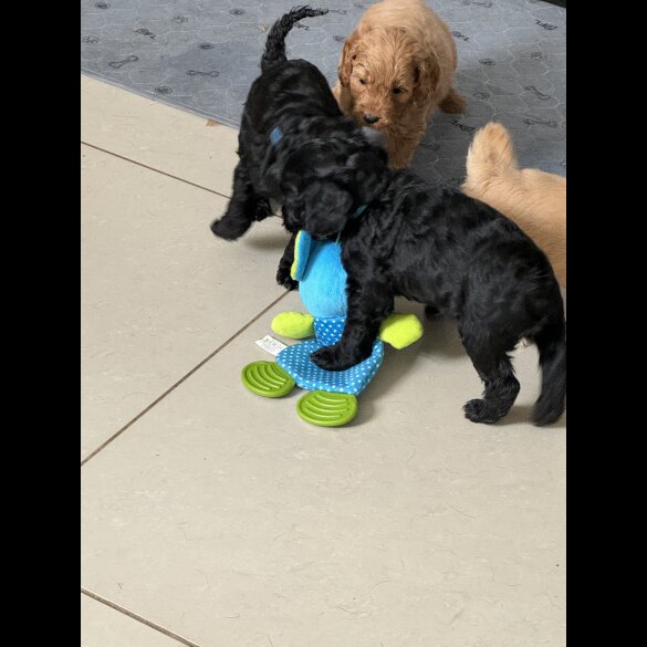 Cockapoo - Both
