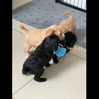 Cockapoo - Both