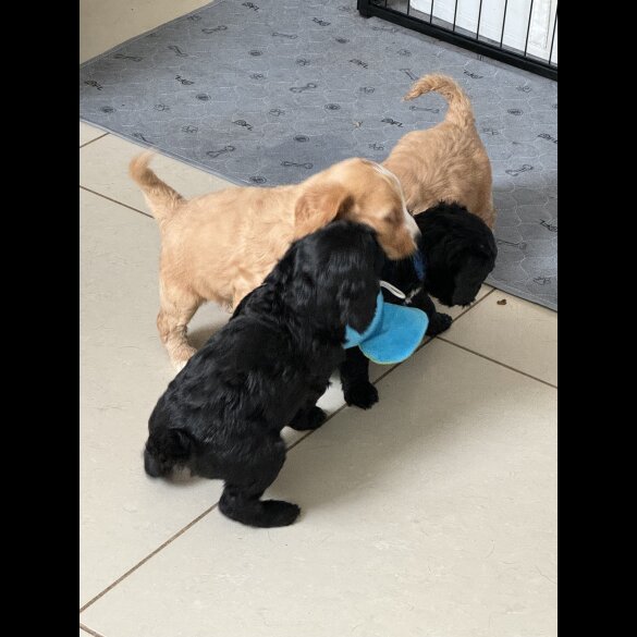Cockapoo - Both