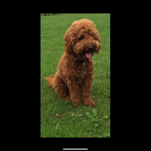 Cockapoo - Both