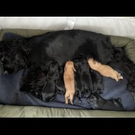 Cockapoo - Both