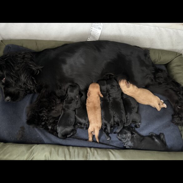 Cockapoo - Both