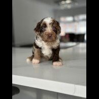 Cockapoo - Both