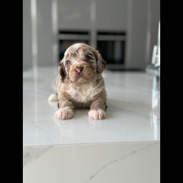 Cockapoo - Both
