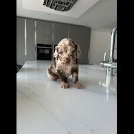 Cockapoo - Both