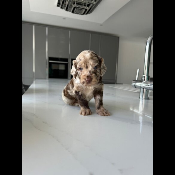 Cockapoo - Both