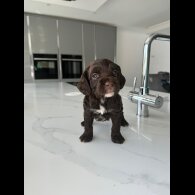 Cockapoo - Both