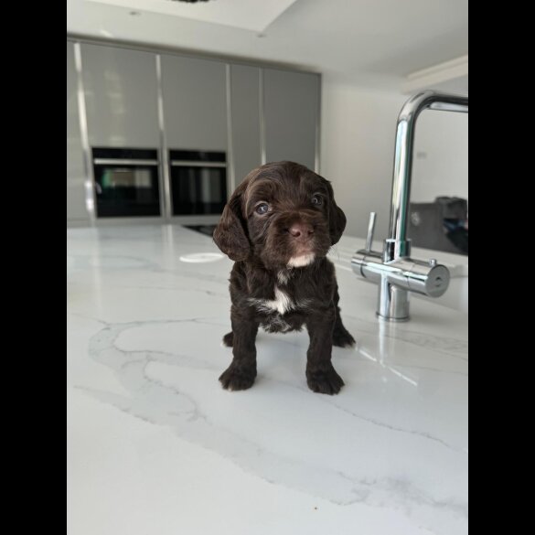 Cockapoo - Both