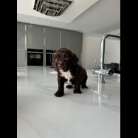 Cockapoo - Both