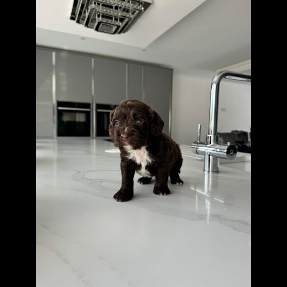 Cockapoo - Both