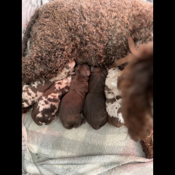 Cockapoo - Both