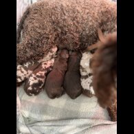 Cockapoo - Both
