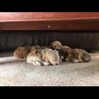 Cockapoo - Bitches