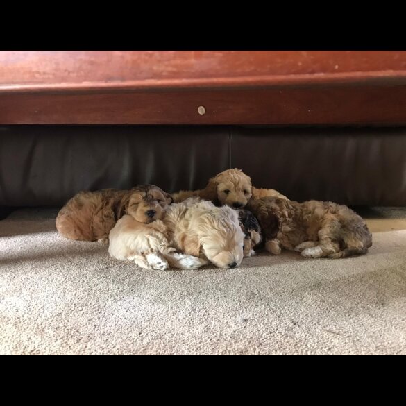 Cockapoo - Bitches