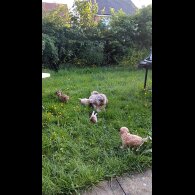 Cockapoo - Bitches
