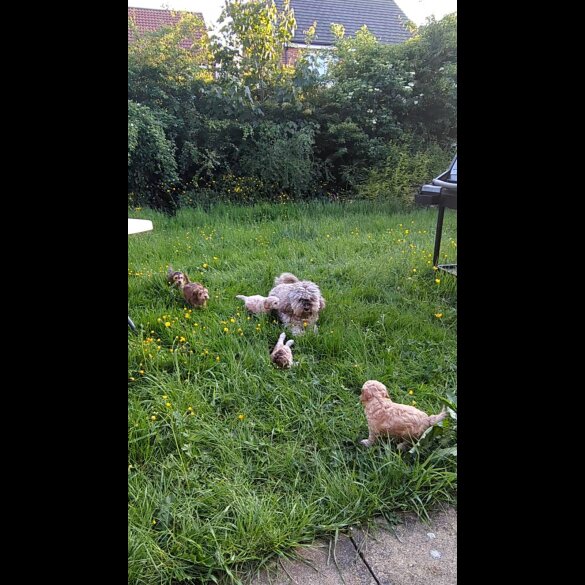 Cockapoo - Bitches