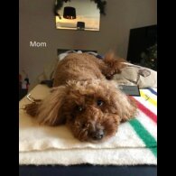 Cockapoo - Both