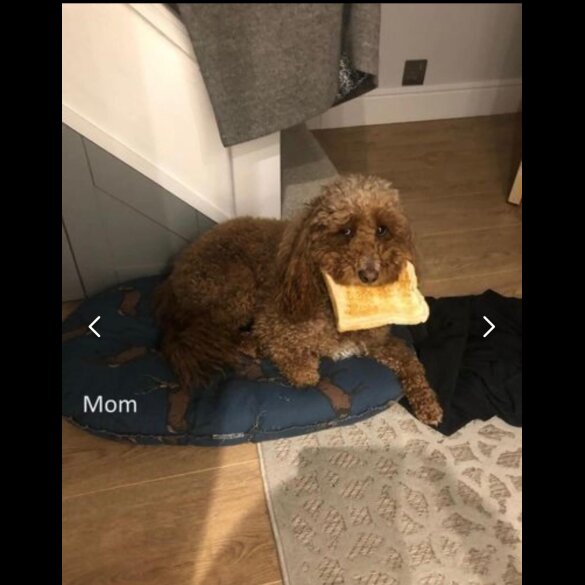 Cockapoo - Both