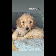 Cockapoo - Both