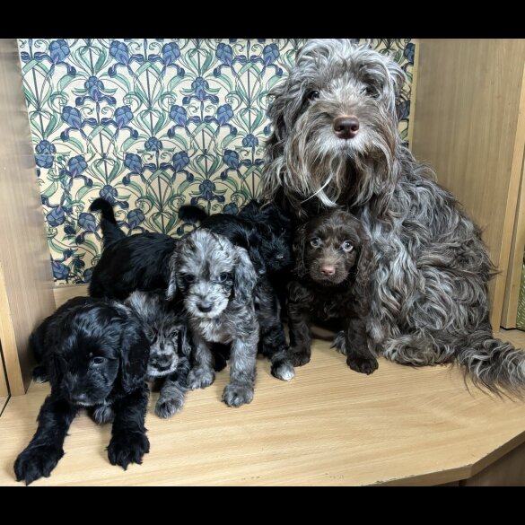 Cockapoo - Both