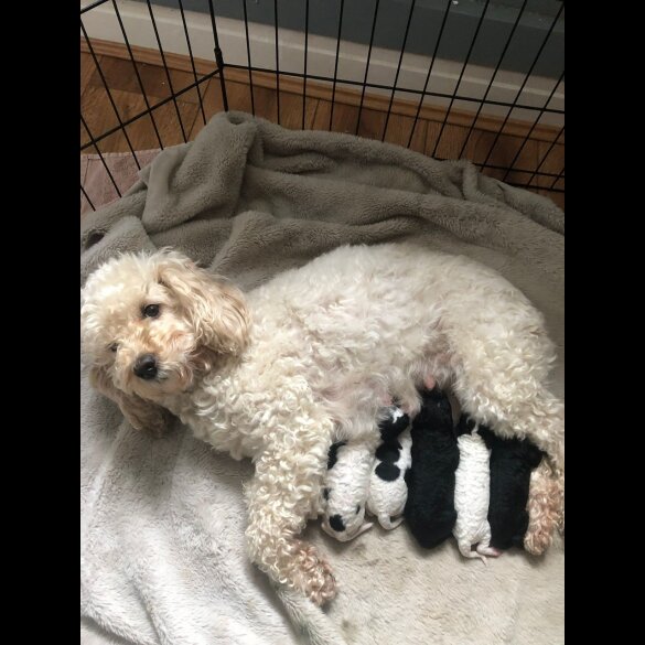 Cockapoo - Both