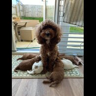 Cockapoo - Both