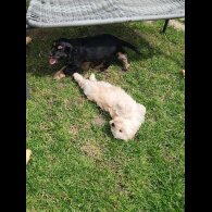 Cockapoo - Bitches