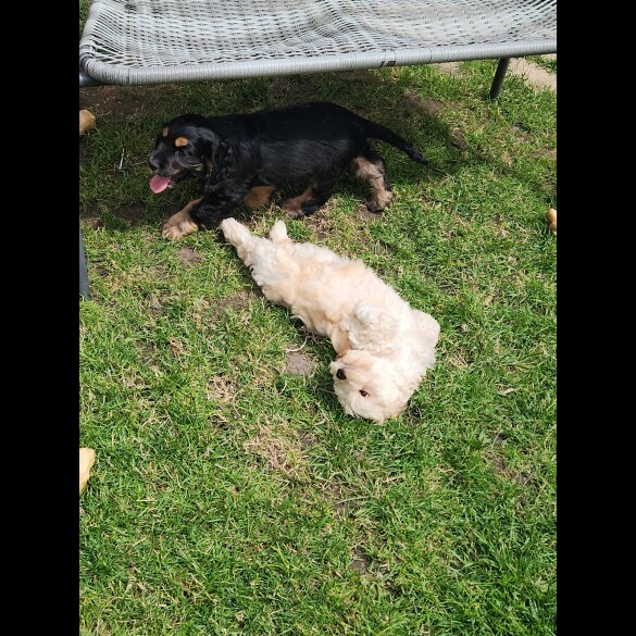 Cockapoo - Bitches
