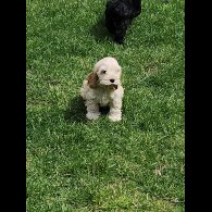 Cockapoo - Bitches