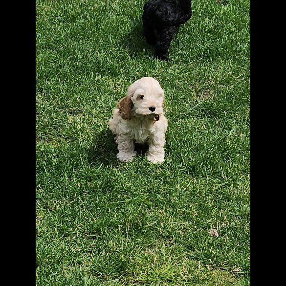 Cockapoo - Bitches
