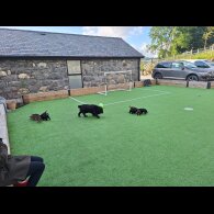 Cockapoo - Both