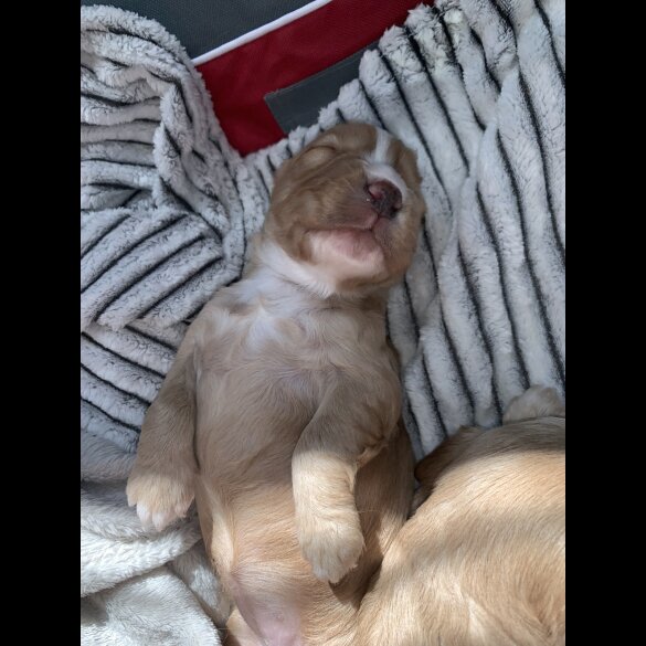 Cocker Spaniel (Working &amp; Show) - Both