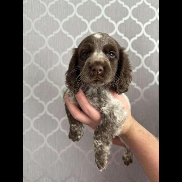 Cocker Spaniel (Working &amp; Show) - Bitches