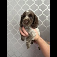 Cocker Spaniel (Working &amp; Show) - Bitches