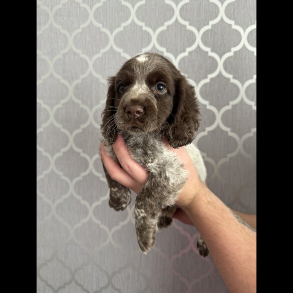 Cocker Spaniel (Working &amp; Show) - Bitches
