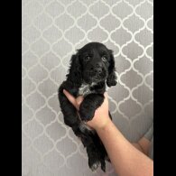Cocker Spaniel (Working &amp; Show) - Bitches