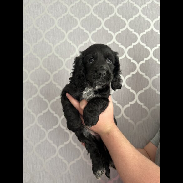 Cocker Spaniel (Working &amp; Show) - Bitches