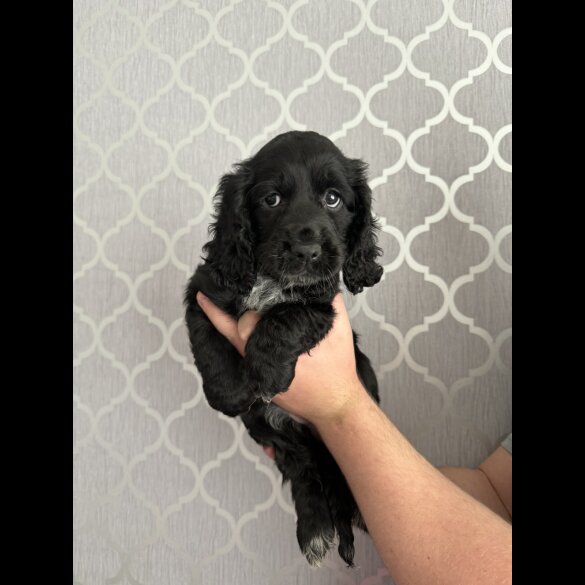 Cocker Spaniel (Working &amp; Show) - Bitches