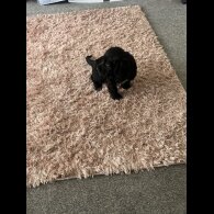 Cocker Spaniel (Working &amp; Show) - Bitches