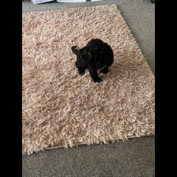 Cocker Spaniel (Working &amp; Show) - Bitches