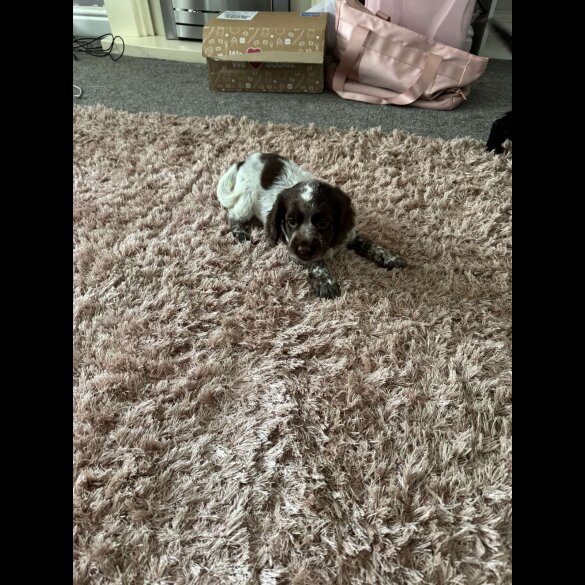 Cocker Spaniel (Working &amp; Show) - Bitches