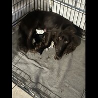 Cocker Spaniel (Working &amp; Show) - Bitches
