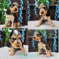 Cocker Spaniel (Working &amp; Show) - Both
