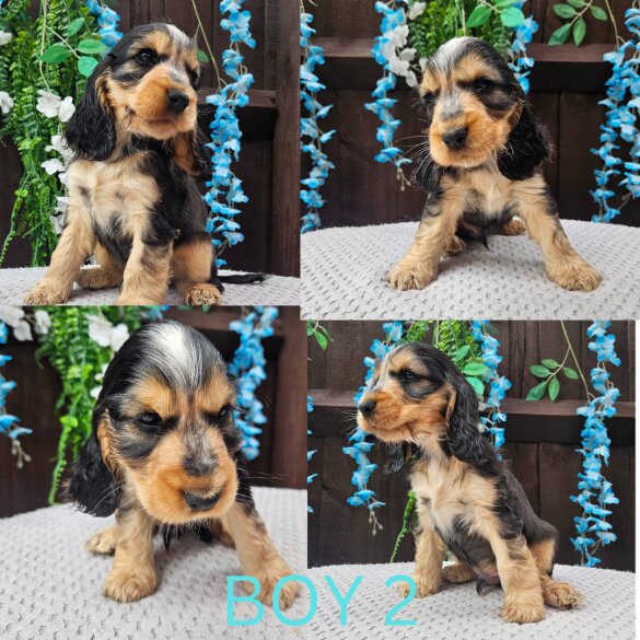 Cocker Spaniel (Working &amp; Show) - Both