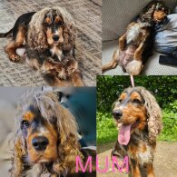 Cocker Spaniel (Working &amp; Show) - Both