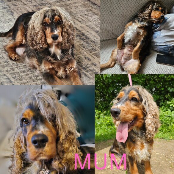 Cocker Spaniel (Working &amp; Show) - Both