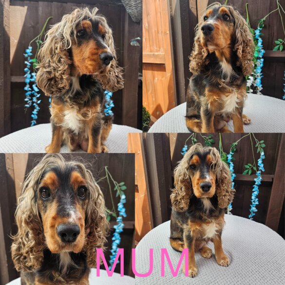 Cocker Spaniel (Working &amp; Show) - Both