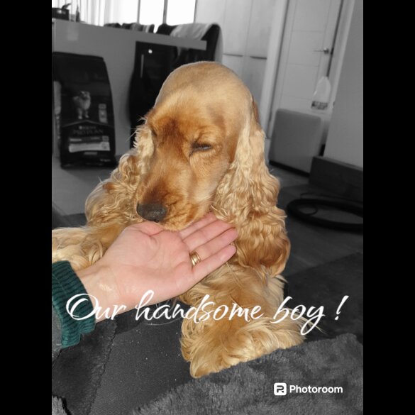 Cocker Spaniel (Working &amp; Show)