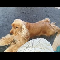 Cocker Spaniel (Working &amp; Show)